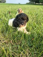 Mini poodle, a male Poodle - Miniature  for sale in Addison, MI – 6 of 10