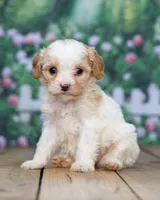 Hazel , a female Cavapoo for sale in Addison, MI – 2 of 3