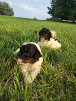 Mini poodle, a male Poodle - Miniature  for sale in Addison, MI – 3 of 10