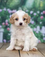 Mabel, a female Cavapoo for sale in Addison, MI – 2 of 8