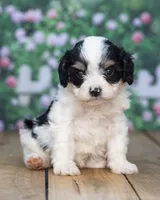 Dori, a female Cavapoo for sale in Addison, MI – 3 of 3