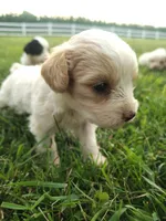 Cavapoo pups , a female Cavapoo for sale in Addison, MI – 1 of 10
