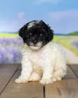 Lucy, a male Poodle - Miniature  for sale in Addison, MI – 3 of 3