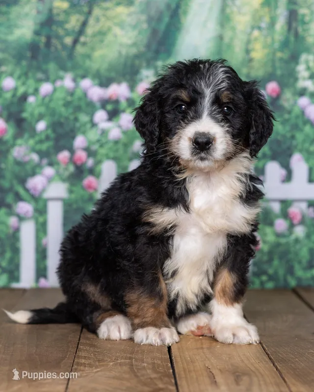 Gracie – Bernedoodle puppy for sale in Addison, MI
