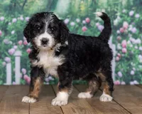 Gracie, a  Bernedoodle for sale in Addison, MI – Photo 3 of 3