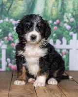 Gracie, a  Bernedoodle for sale in Addison, MI – Photo 2 of 3