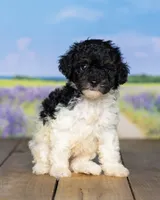 Missy, a male Poodle - Miniature  for sale in Addison, MI – 2 of 3