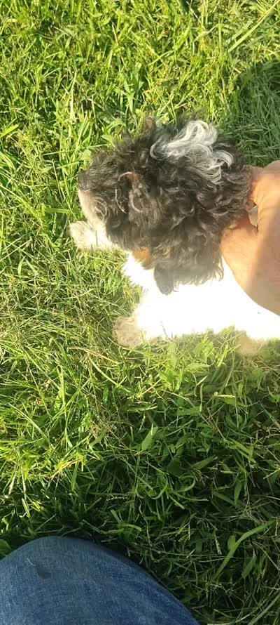 Lucy, a female Poodle - Miniature  for sale in Addison, MI – 4 of 4