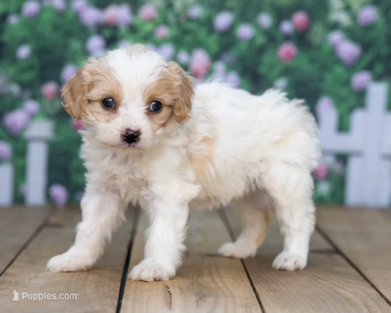 Mabel – Cavapoo puppy for sale in Addison, MI