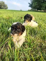 Mini poodle, a male Poodle - Miniature  for sale in Addison, MI – 8 of 10