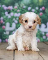 Hazel , a female Cavapoo for sale in Addison, MI – 3 of 3