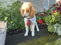 Loki, a male Poodle - Miniature  for sale in Argos, IN – 3 of 6