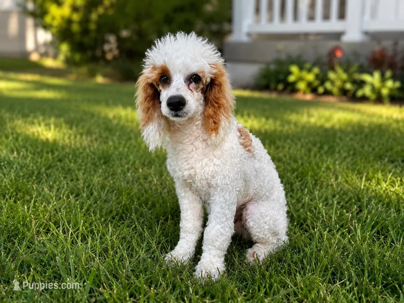 Leo – Poodle - Miniature  puppy for sale in Argos, IN