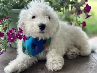Auggie, a male Bichon Frise for sale in Argos, IN – Photo 5 of 5