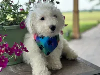 Auggie, a male Bichon Frise for sale in Argos, IN – Photo 3 of 5