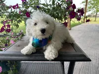 Auggie, a male Bichon Frise for sale in Argos, IN – Photo 2 of 5
