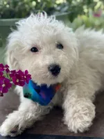 Auggie, a male Bichon Frise for sale in Argos, IN – Photo 1 of 5