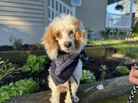 Leo, a male Poodle - Miniature  for sale in Argos, IN – 6 of 6