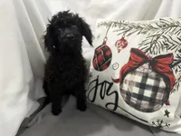 Sable, a male Cavapoo for sale in Argos, IN – Photo 5 of 10