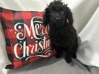 Sable, a male Cavapoo for sale in Argos, IN – Photo 7 of 10