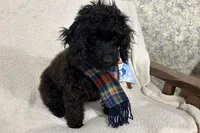 Sable, a male Cavapoo for sale in Argos, IN – Photo 1 of 10