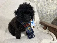 Sable, a male Cavapoo for sale in Argos, IN – Photo 3 of 10