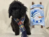 Sable, a male Cavapoo for sale in Argos, IN – Photo 2 of 10