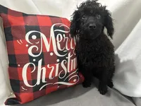 Sable, a male Cavapoo for sale in Argos, IN – Photo 9 of 10