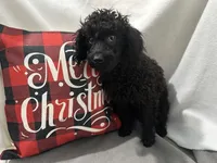 Sable, a male Cavapoo for sale in Argos, IN – Photo 6 of 10