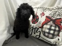 Sable, a male Cavapoo for sale in Argos, IN – Photo 4 of 10