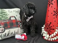 Sable, a male Cavapoo for sale in Argos, IN – Photo 8 of 10