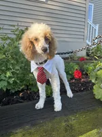 Loki, a male Poodle - Miniature  for sale in Argos, IN – 5 of 6