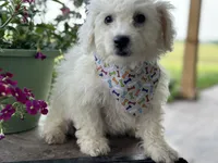 Ajax, a male Bichon Frise for sale in Argos, IN – Photo 5 of 7