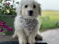 Ajax, a male Bichon Frise for sale in Argos, IN – Photo 3 of 7