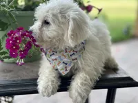 Ajax, a male Bichon Frise for sale in Argos, IN – Photo 4 of 7
