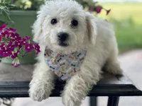 Ajax, a male Bichon Frise for sale in Argos, IN – Photo 2 of 7