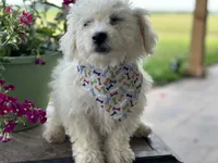 Ajax, a male Bichon Frise for sale in Argos, IN – Photo 6 of 7