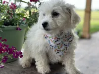 Ajax, a male Bichon Frise for sale in Argos, IN – Photo 1 of 7