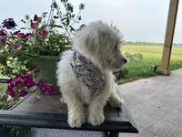 Ajax, a male Bichon Frise for sale in Argos, IN – Photo 7 of 7