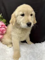 Trixie, a female English Cream Golden Retriever for sale in Argos, IN – Photo 8 of 9