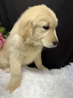 Trixie, a female English Cream Golden Retriever for sale in Argos, IN – Photo 5 of 9