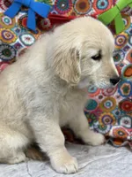 Trixie, a female English Cream Golden Retriever for sale in Argos, IN – Photo 3 of 9