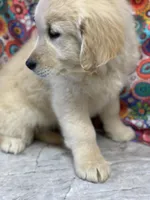 Trixie, a female English Cream Golden Retriever for sale in Argos, IN – Photo 4 of 9