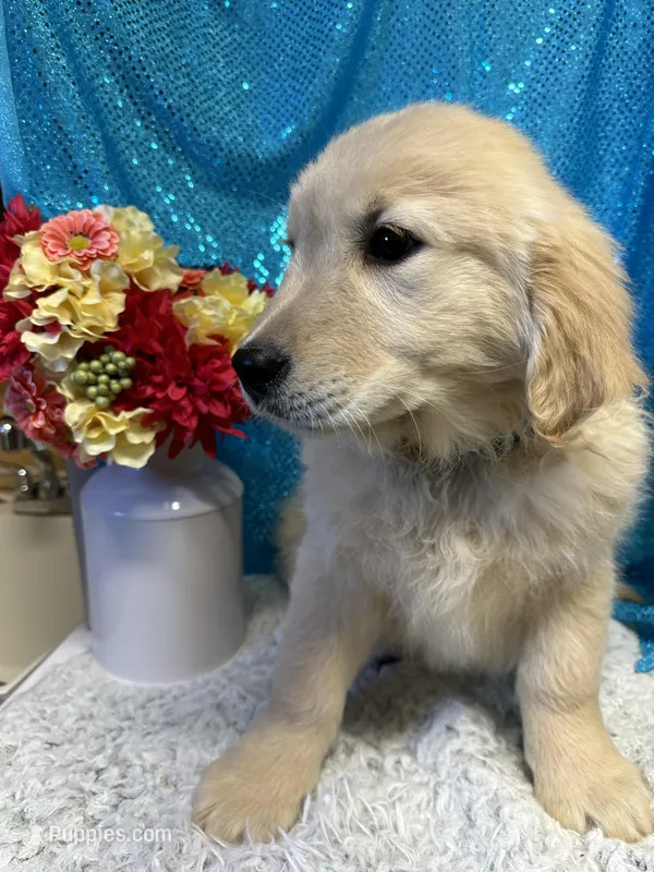 Trixie, a female English Cream Golden Retriever for sale in Argos, IN – Photo 1 of 9