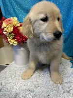 Trixie, a female English Cream Golden Retriever for sale in Argos, IN – Photo 7 of 9