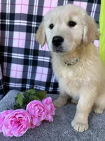 Trixie, a female English Cream Golden Retriever for sale in Argos, IN – Photo 9 of 9