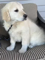 Trixie, a female English Cream Golden Retriever for sale in Argos, IN – Photo 6 of 9
