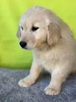Trixie, a female English Cream Golden Retriever for sale in Argos, IN – Photo 2 of 9