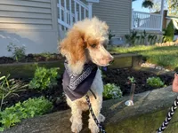 Leo, a male Poodle - Miniature  for sale in Argos, IN – 4 of 6