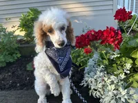 Leo, a male Poodle - Miniature  for sale in Argos, IN – 5 of 6